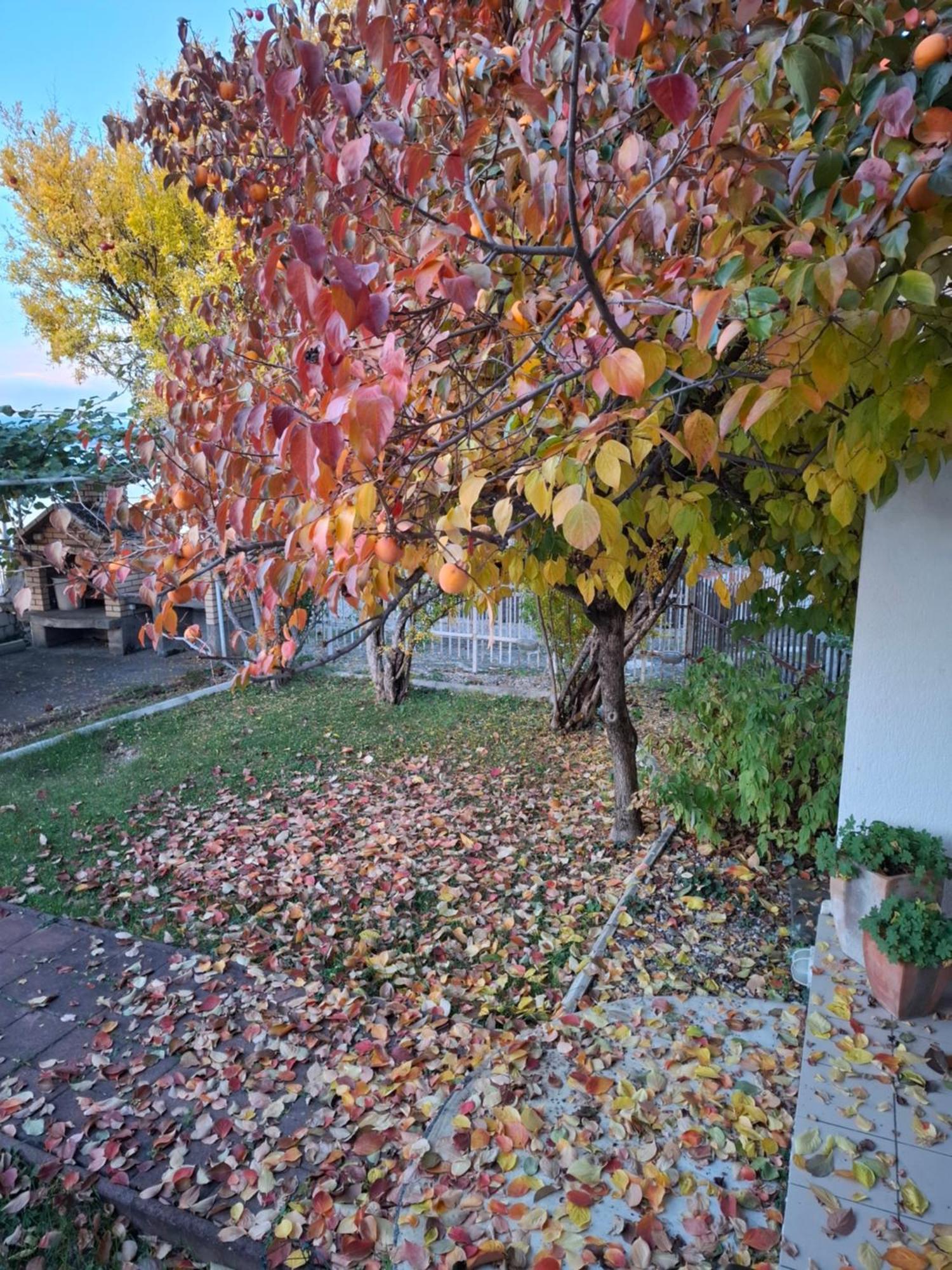 Apartments Villa Boris Ohrid Exteriör bild